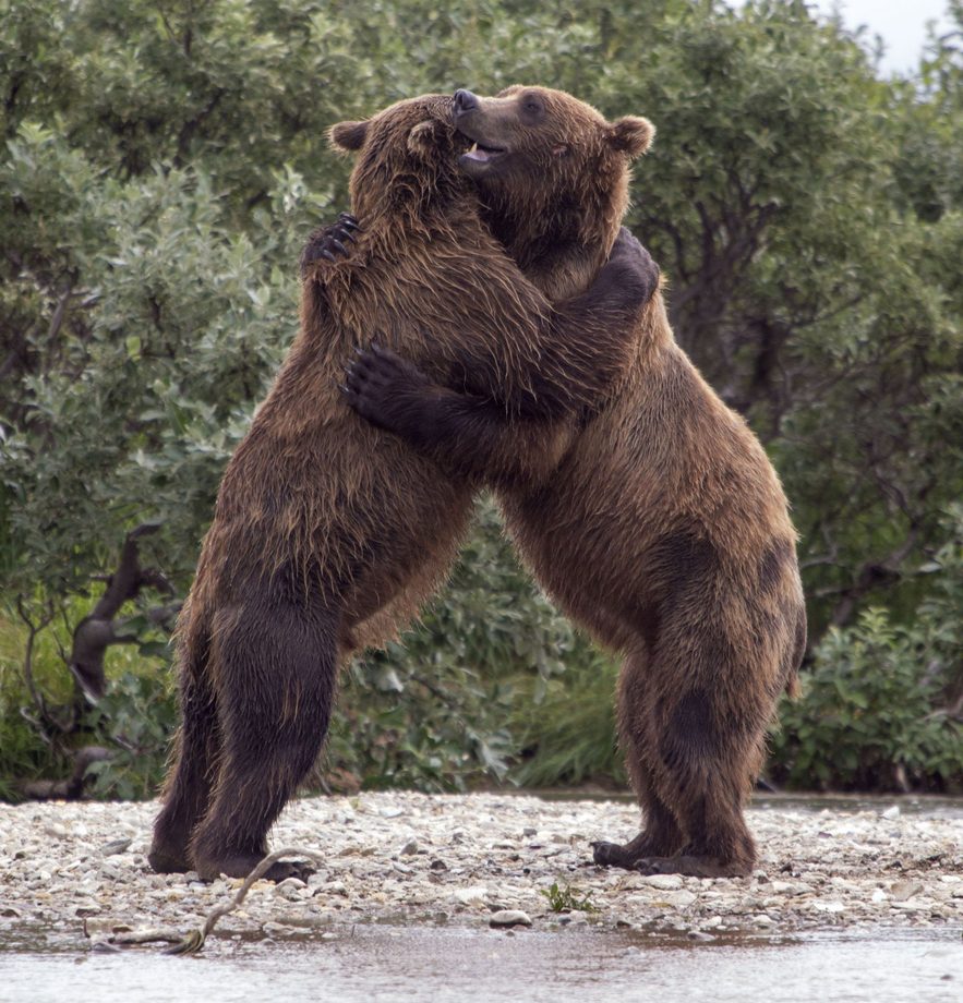 Ruslan C Pashayev - The Bear Hug Wrestling