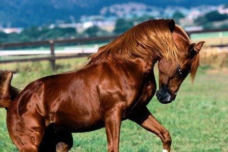 Chovqan horse