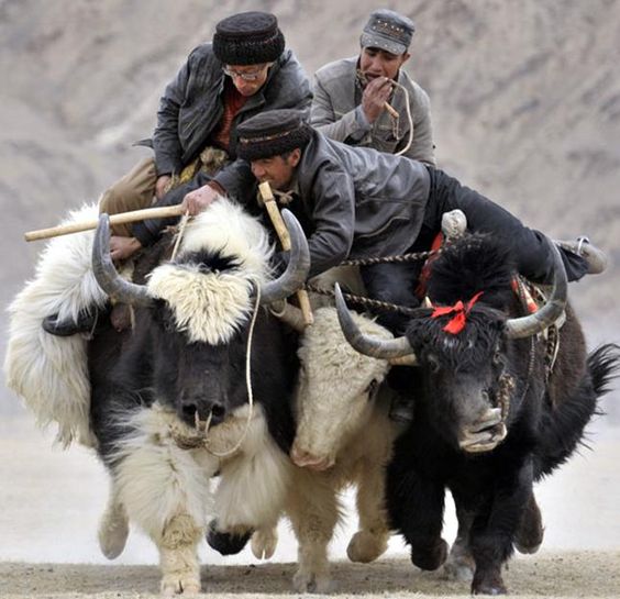 Yak riding (Central Asia)